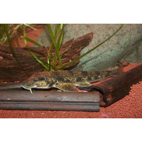 【淡水魚】カマツカ（Ｍ）[3匹セット]【産　地】兵庫県産ほか【大きさ】10-12ｃｍ前後　※ 大きさは目測ですので個人差がございます。【重  要】ご注文は必ずPCからのメール受信許可の上お願いします。