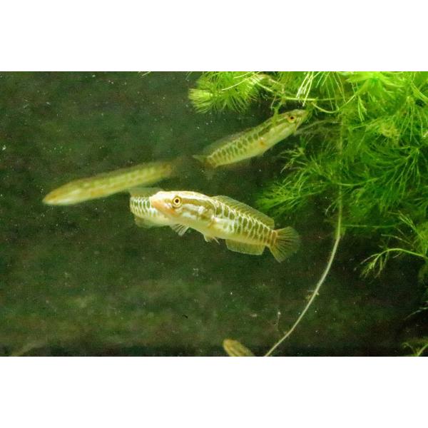 雷魚(カムルチー)約30cm カムルチー（S）[3匹セット] 雷魚 大阪府産ほか : 日本淡水魚
