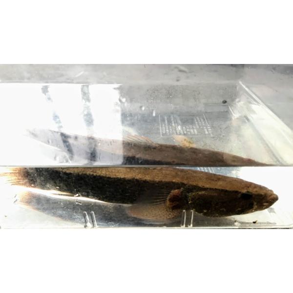 カワアナゴ（Ｍ）[単品]　四万十川産ほか