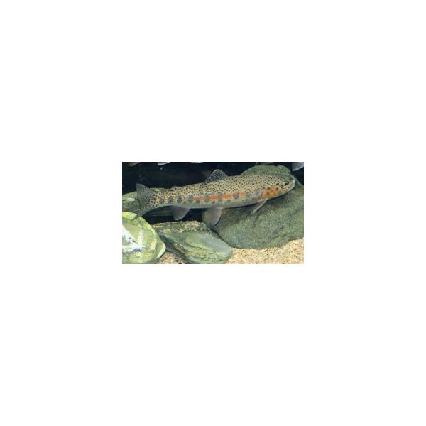 ニジマス（Ｍ）[単品]　養殖魚　兵庫県産