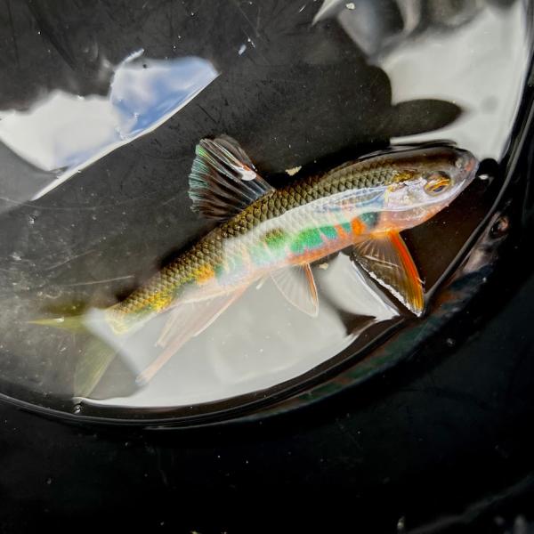 オイカワ 夏色の魚  （Ｌ） [ペア含3匹セット]
