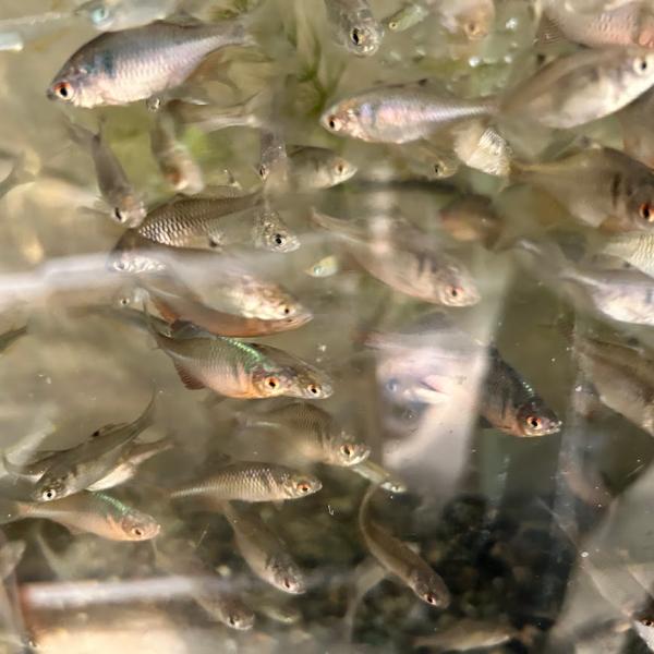 【在庫整理特価！】日本バラタナゴ　遠賀川産　［10匹セット］送料込