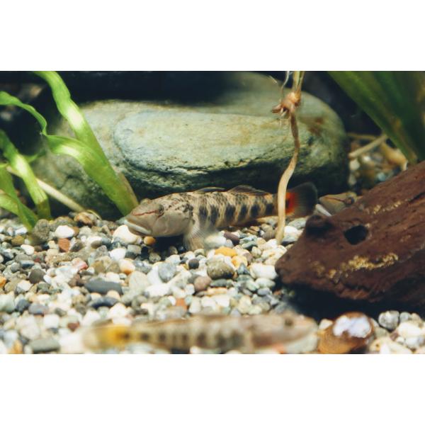 【淡水魚】オウミヨシノボリ　[5匹セット]【産　地】琵琶湖水系固有種　安曇川水系産【大きさ】3-4ｃｍ ※ 大きさは目測ですので個人差がございます。【重  要】ご注文は必ずPCからのメール受信許可の上お願いします。5000円未満のお買い物は...