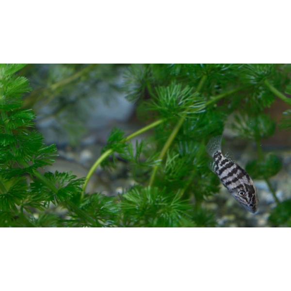 【淡水魚】オヤニラミ(S)　[3匹セット]【産　地】兵庫県揖保川水系・千種川水系 産【大きさ】2-3ｃｍ※ 大きさは目測ですので個人差がございます。【重  要】ご注文は必ずPCからのメール受信許可の上お願いします。