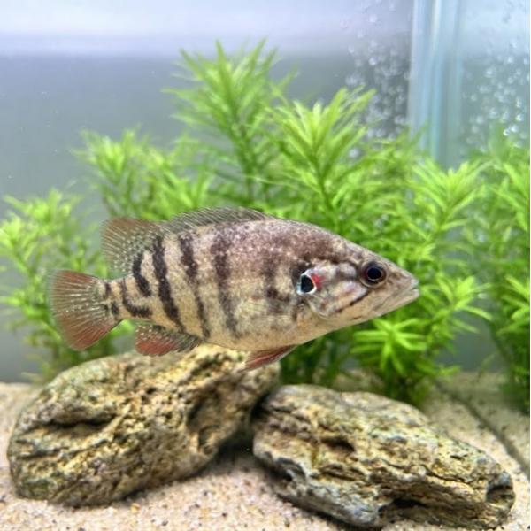 オヤニラミ（L）[単品]　兵庫県産