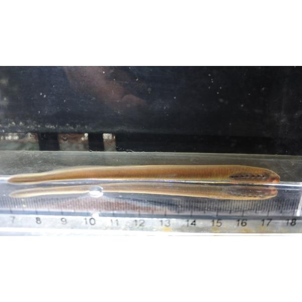 スナヤツメ 単品 兵庫県産ほか Sunayatume 日本淡水魚フィールドアクション 通販 Yahoo ショッピング
