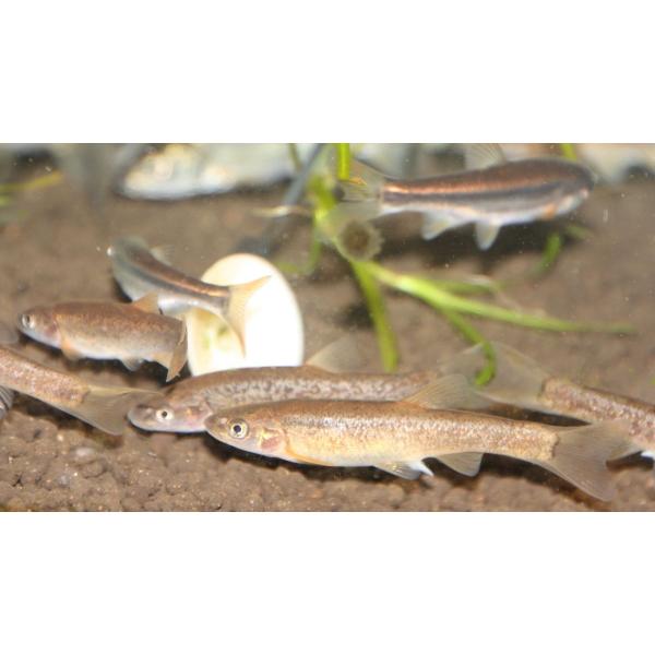 タカハヤ  [5匹セット]　円山川水系産