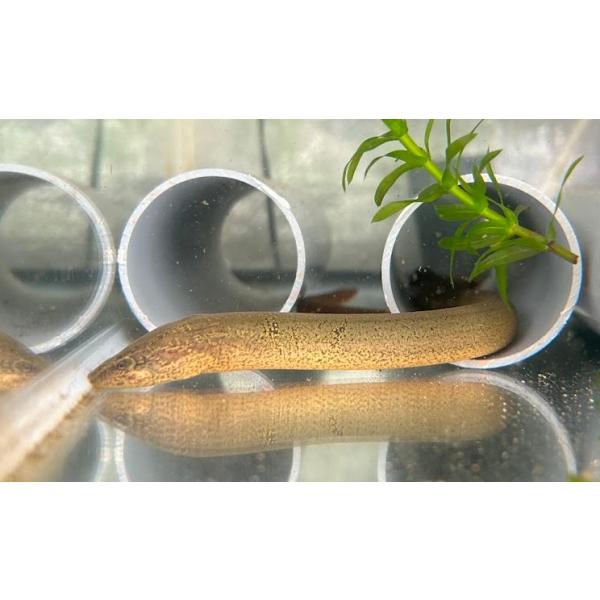 タウナギ（Ｌ）京都府産　[単品]