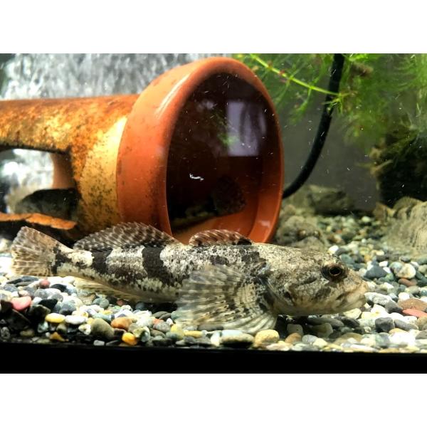 ウツセミカジカ（Ｌ）[単品]　琵琶湖水系固有種　