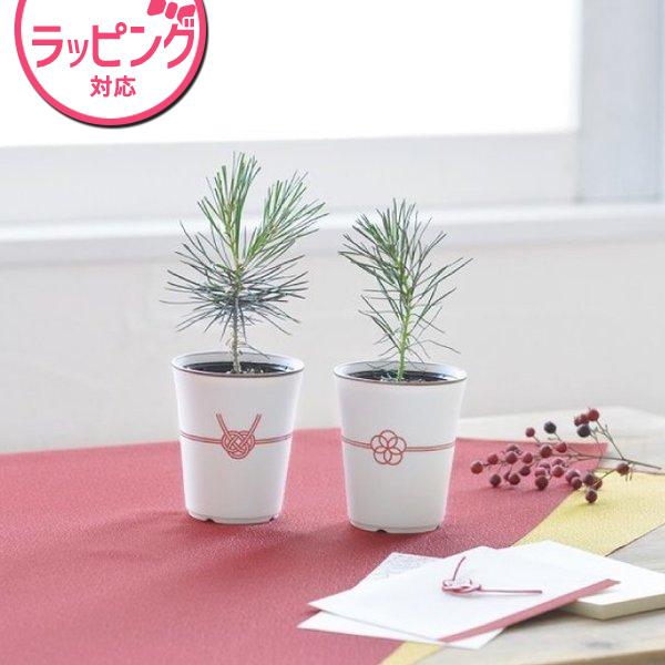 黒松 盆栽 種の人気商品 通販 価格比較 価格 Com