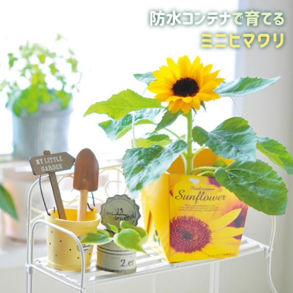 V|@Floral Container X}CTt[ GD434