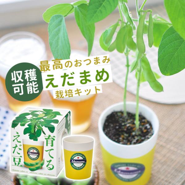 品名聖新陶芸 育てるえだ豆 栽培セット GD-979商品詳細器・土・種、すべてが揃った栽培キット！園芸をしたことがない…という方でも安心して育てることができます。おうちの中で気軽に植物が育つ喜びをお楽しみください♪こちらの商品は…ビールを注...