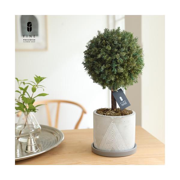 プリザーブドフラワー プレゼント ギフト 観葉植物 グリーンボール トピアリー  誕生日 新築祝い 開店祝い 開業祝い 送別祝い 退職祝い インドアグリーン