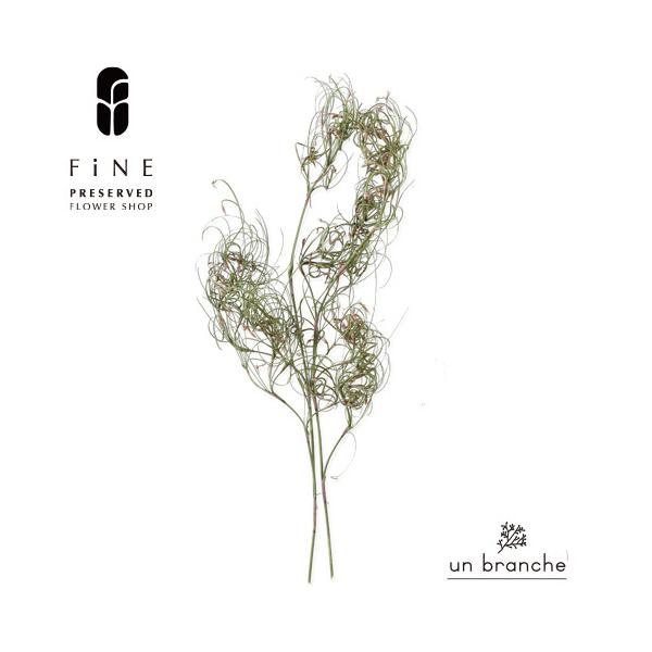 ナチュラルな色合いと質感を自在に楽しむ、ドライとプリザFiNEの花材やさん「un branche（アンブランシュ）」。シンプルインテリアに、ホワイトインテリア、北欧インテリアにそのまま飾って頂いたり、スワッグやリースなどハンドメイド花材とし...