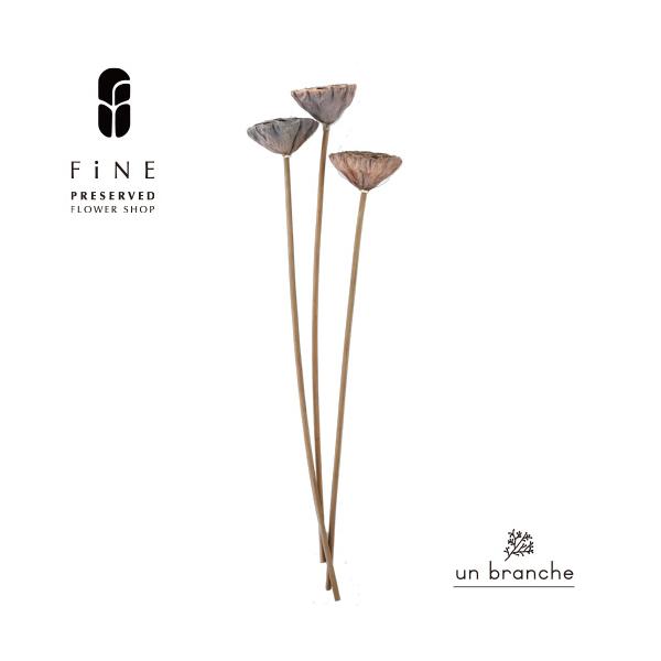 ナチュラルな色合いと質感を自在に楽しむ、ドライとプリザFiNEの花材やさん「un branche（アンブランシュ）」。シンプルインテリアに、ホワイトインテリア、北欧インテリアにそのまま飾って頂いたり、スワッグやリースなどハンドメイド花材とし...