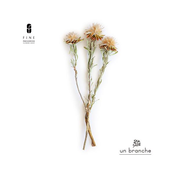 ナチュラルな色合いと質感を自在に楽しむ、ドライとプリザFiNEの花材やさん「un branche（アンブランシュ）」。シンプルインテリアに、ホワイトインテリア、北欧インテリアにそのまま飾って頂いたり、スワッグやリースなどハンドメイド花材とし...