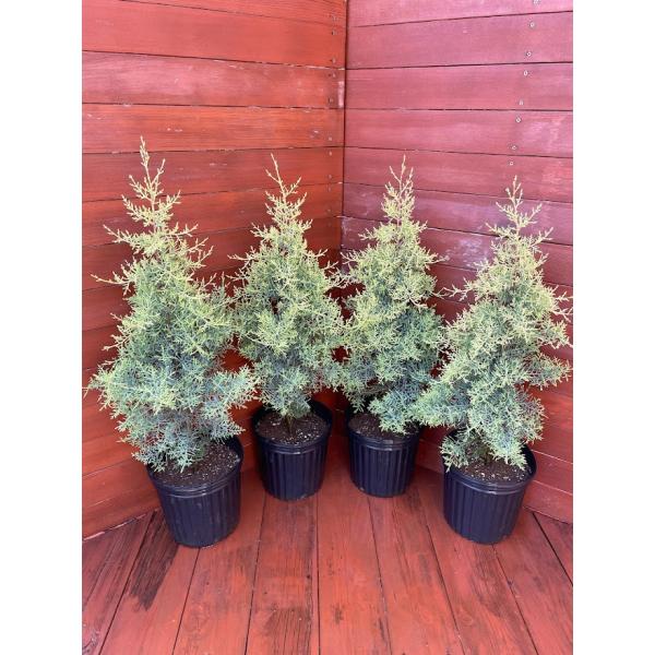 finegarden_00002