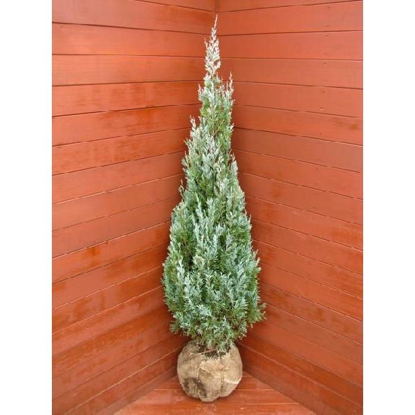 コニファー ウイッチタブルー1cm コニファー 庭木 植木 常緑樹 シンボルツリー クリスマスツリー 0005 ファインガーデン 通販 Yahoo ショッピング