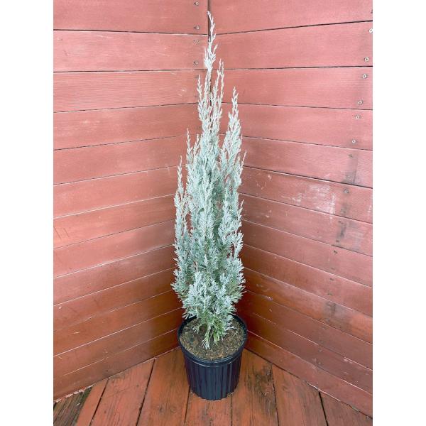 コニファー ウイッチタブルー80cm(庭木,植木,常緑樹,コニファー,シンボルツリー,クリスマスツリー) :0006:ファインガーデン - 通販 - Yahoo!ショッピング コニファー ウイッチタブルー80cm(庭木,植木,常緑樹,コニファー,シンボルツリー,クリスマスツリー) :0006:ファインガーデン - 通販 - Yahoo!ショッピング