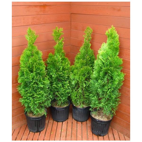 庭 クリスマス ツリー - 植木・盆栽の人気商品・通販・価格比較 - 価格.com 庭 クリスマス ツリー - 植木・盆栽の人気商品・通販・価格比較 - 価格.com