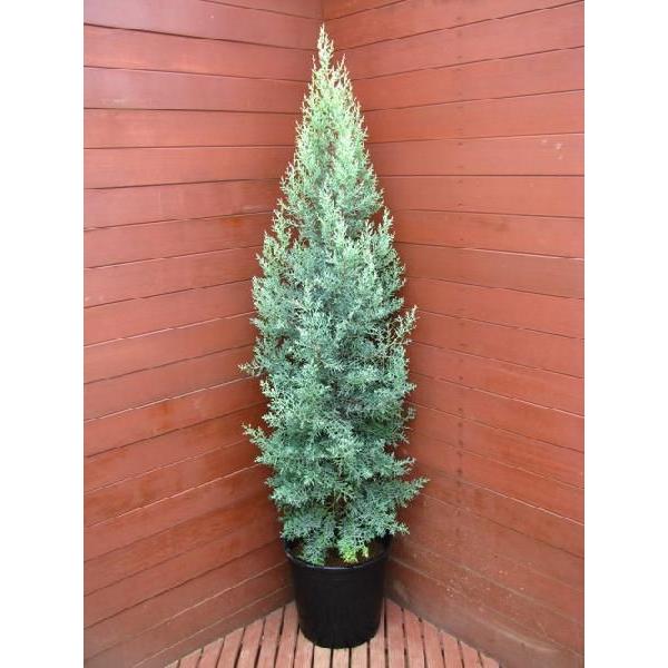 コニファー サルフレア 150cm コニファ 植木 庭木常緑 シンボルツリー クリスマスツリー 0019 ファインガーデン 通販 Yahoo ショッピング