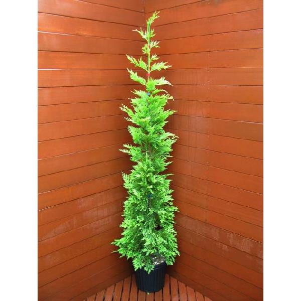 コニファー ゴールドライダー150cm コニファー 庭木 植木 常緑樹シンブルツリー クリスマスツリー 生垣 Buyee Buyee 日本の通販商品 オークションの代理入札 代理購入