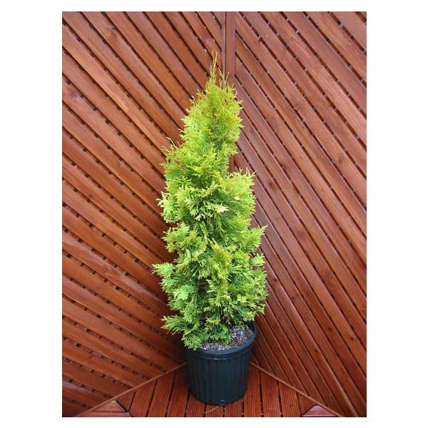 コニファー シンボルツリー 盆栽 植木の人気商品・通販・価格 コニファー シンボルツリー 盆栽 植木の人気商品・通販・価格