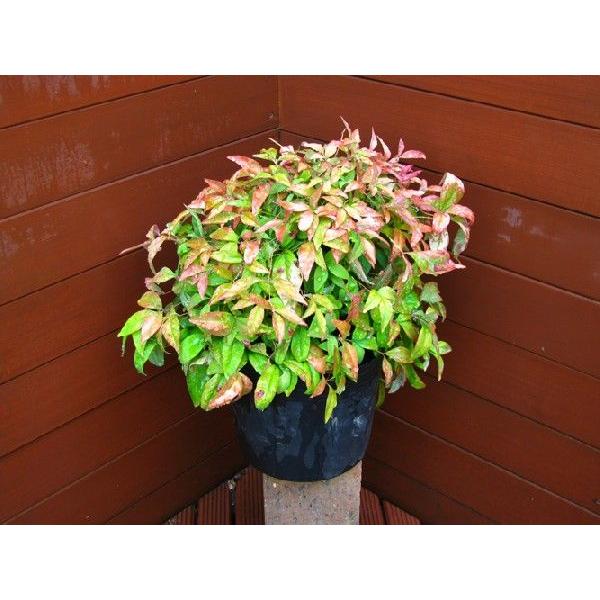 オタフクナンテン 植木 庭木 常緑樹 赤い葉 低木 お多福南天 寄せ植え 1096 ファインガーデン 通販 Yahoo ショッピング