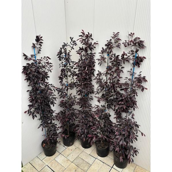 トキワマンサク6本セット 植木 常緑樹 生垣 植木 庭木 Buyee Buyee 提供一站式最全面最專業現地yahoo Japan拍賣代bid代拍代購服務 Bot Online