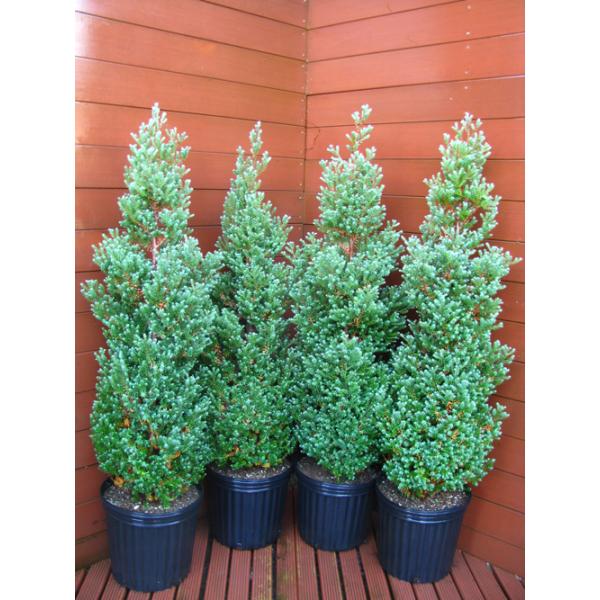 コニファー パープルフェザー70cm4本セット（庭木,植木,常緑樹