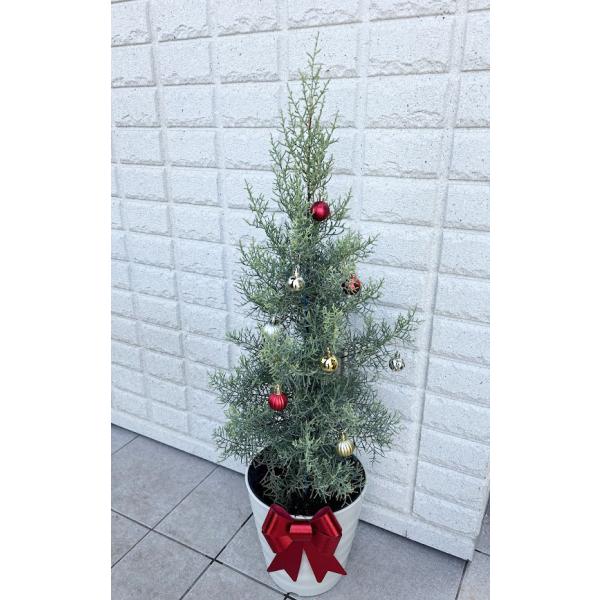 クリスマスツリー白い鉢入り】サルフレア（庭木,植木,常緑樹