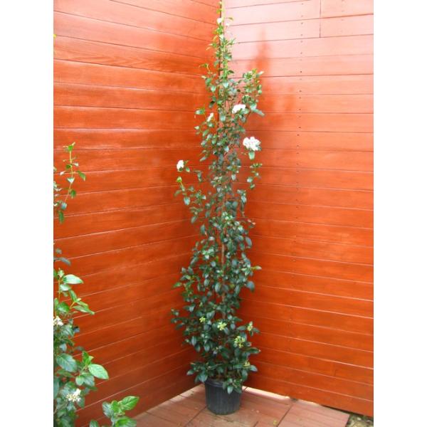 ビバーナムティヌス150cm 庭木 常緑樹 シンボルツリー Buyee Buyee Japanese Proxy Service Buy From Japan Bot Online