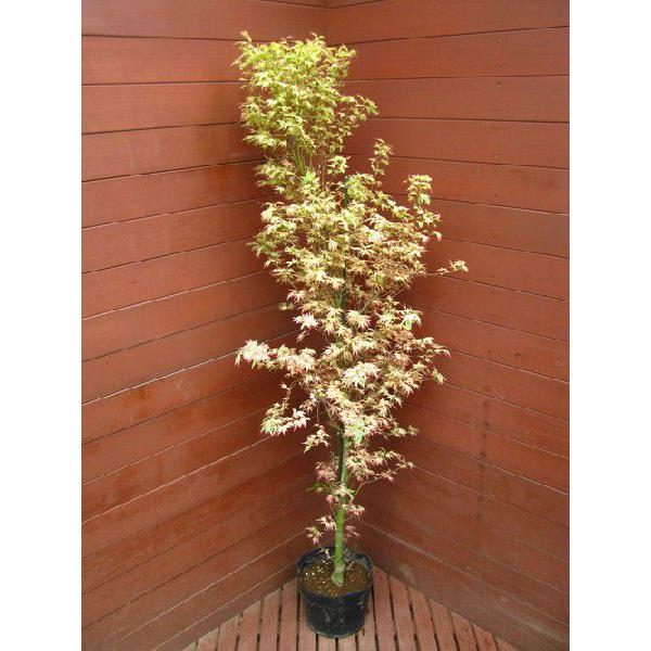 胡蝶の舞120cm（植木,庭木,もみじ） : ファインガーデン - 通販 
