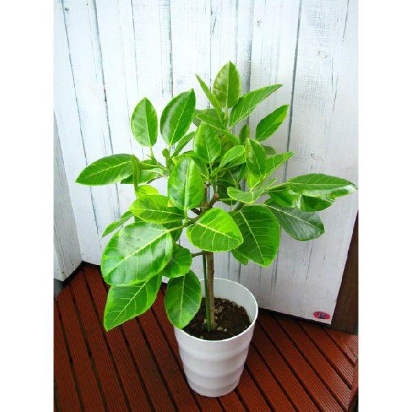 送料無料 フィカスアルテシーマ 白い鉢入り 3636 ファインガーデン 通販 Yahoo ショッピング