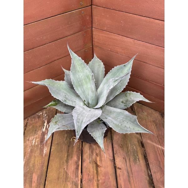finegarden_8905