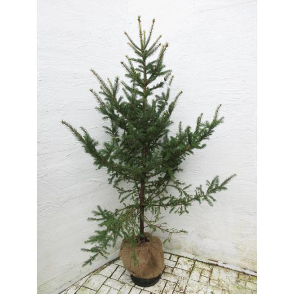 庭 クリスマス ツリー - 植木・盆栽の人気商品・通販・価格比較 - 価格.com 庭 クリスマス ツリー - 植木・盆栽の人気商品・通販・価格比較 - 価格.com