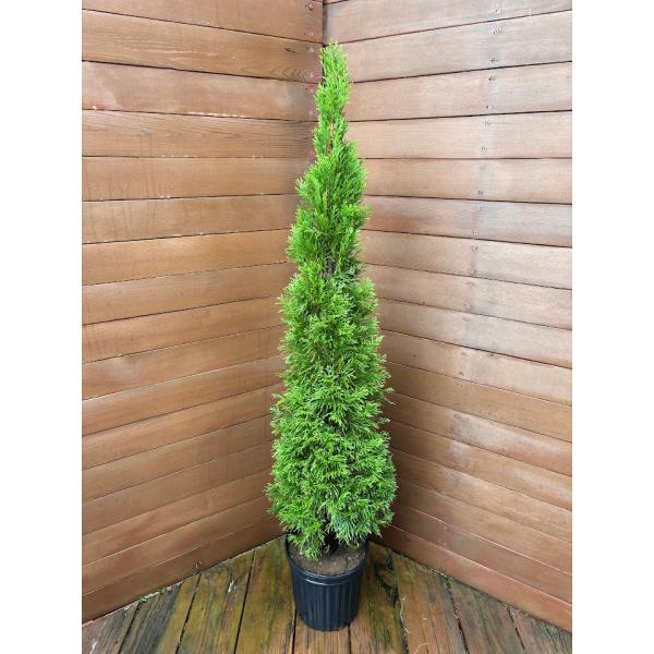 エメラルド コニファー 盆栽 植木の人気商品 通販 価格比較 価格 Com