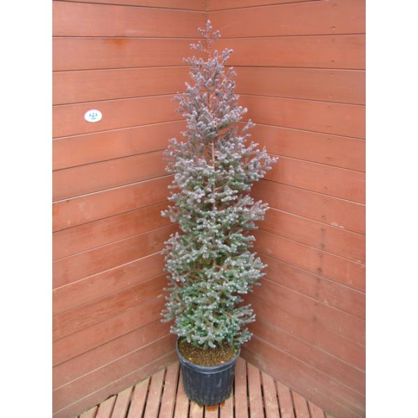 コニファー パープルフェザー100cm(庭木,植木,常緑樹,コニファー,シンボルツリー,クリスマスツリー,生垣) : ファインガーデン - 通販 - Yahoo!ショッピング コニファー パープルフェザー100cm(庭木,植木,常緑樹,コニファー,シンボルツリー,クリスマスツリー,生垣) : ファインガーデン - 通販 - Yahoo!ショッピング