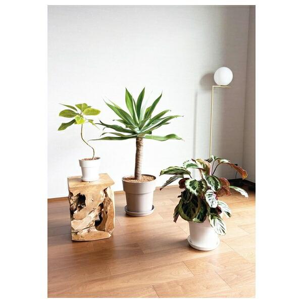 firstfactory_koji-490326673150202_2_d_20260219092713