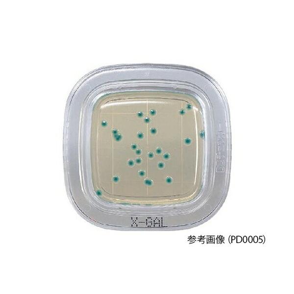 hw ؂`FbN?DD X-GALV|n 1(100) PD0006 1(100)