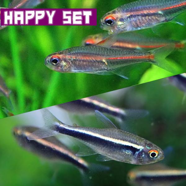 熱帯魚)バリューセット グローライトテトラ 約2cm 8匹 + ブラックネオンテトラ 約2cm 8匹 :1000set-6:熱帯魚通販のネオス - 通販 - Yahoo!ショッピング 熱帯魚)バリューセット グローライトテトラ 約2cm 8匹 + ブラックネオンテトラ 約2cm 8匹 :1000set-6:熱帯魚通販のネオス - 通販 - Yahoo!ショッピング