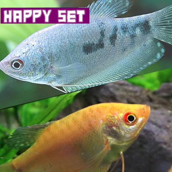熱帯魚 ゴールデンアカヒレｌ 約2 3cm 100匹 最大74 オフ
