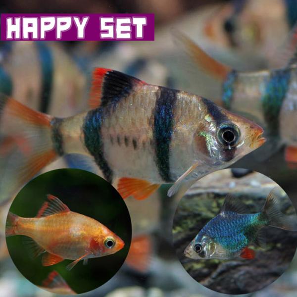 熱帯魚 バリューセット スマトラ3種ミックス 5匹 1000set Oh0112 2 熱帯魚通販のネオス 通販 Yahoo ショッピング