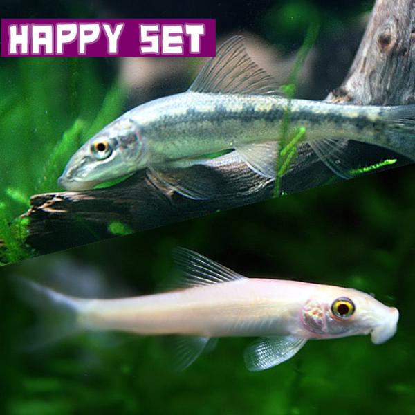 熱帯魚 バリューセット アルジイーター 約4ｃｍ 3匹 ゴールデンアルジイーター 約4ｃｍ 3匹 1000set Oh4 熱帯魚通販のネオス 通販 Yahoo ショッピング