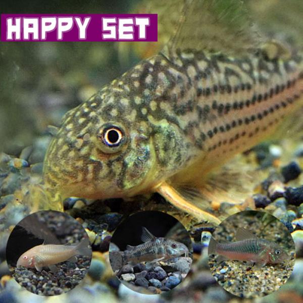 熱帯魚 バリューセット コリドラス ステルバイ 約2 3ｃｍ 1匹 コリドラスミックス 赤 白 パレアタス 約3ｃｍ 3匹 1000set Oh6 熱帯魚通販のネオス 通販 Yahoo ショッピング