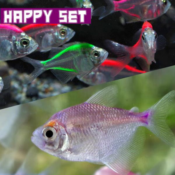 (熱帯魚セット)【ハッピーセット】カラーラージグラス（約３-４cm)（３匹）＋ カラーブラックテトラ　（約３-４cm)(３匹)