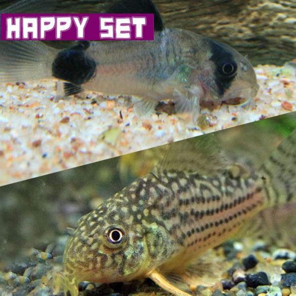 (熱帯魚セット)【ハッピーセット】コリドラス　パンダ　（約２.５cm)(２匹) ＋ コリドラス　ステルバイ　（約２．５−３cm)(１匹)