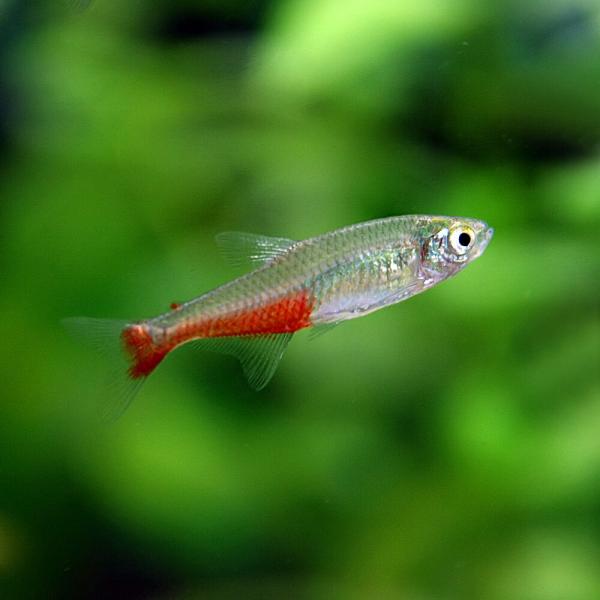 (熱帯魚)グリーンファイヤーテトラ　(約３cm)(１０匹)