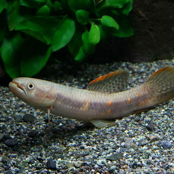 熱帯魚 オレンジフィンキリーホーリー 約6cm 1匹 A1 1500 熱帯魚通販のネオス 通販 Yahoo ショッピング