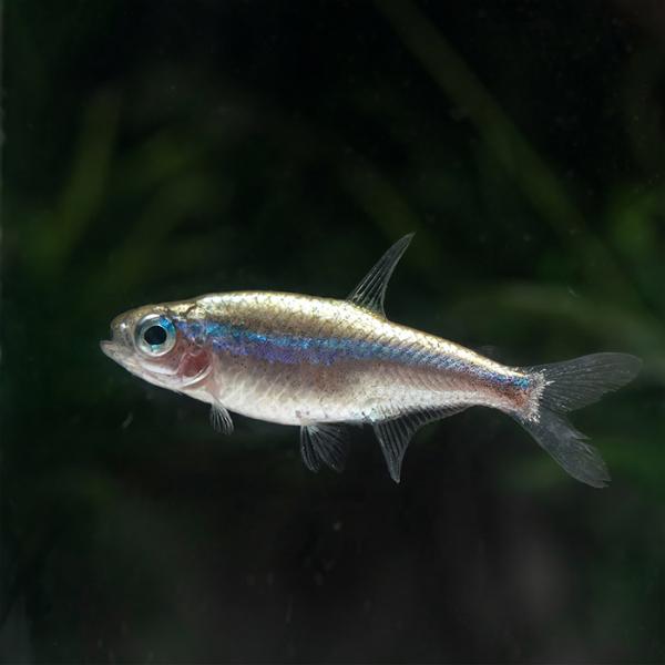 (熱帯魚)プラチナグリーンネオン　レア・珍　約1.5cm　1匹